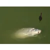 Delphin Method QUIX Method Feeder košara L / 90g