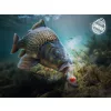 Delphin D Snax Shell Mango-Breskva 10mm Wafters 30gr