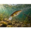 Delphin Wobby Crank-SH Sunset 5cm 8gr Wobbler