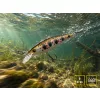 Delphin Wobby Jerk-SH Phantom 8cm 6,5gr Wobbler