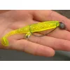 Gamakatsu Worm-330 Bottom Jigging Crna 3/0 5kom/pak S ušicom S bodljom Udica za grabežljive ribe