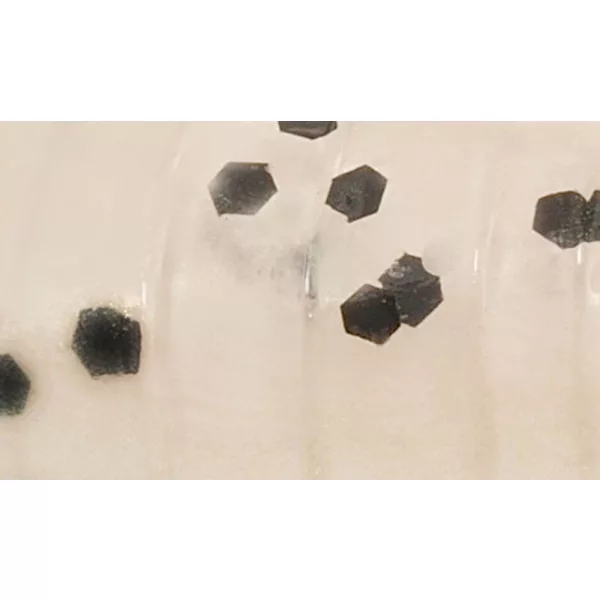 Rapture ULC Water Shrimp 6,2cm 1gr Pearl Blue Mekana Guma Mamac 8kom