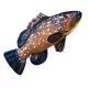 EnergoTeam The Dusky Grouper 100cm Riblji jastuk