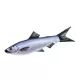 EnergoTeam The Herrings-Sardines 60cm Riblji jastuk