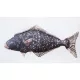 EnergoTeam The Halibut 72cm Riblji Jastuk