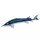 EnergoTeam The European Sturgeon 36cm Riblji Jastuk