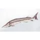 EnergoTeam The Sterlet Sturgeon New 60cm Jastuk za ribu
