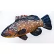 EnergoTeam The Monster Dusky Grouper 160cm Riblji Jastuk