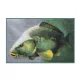 Delphin Tepih 3D šaran 60x40cm