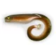 Black Cat Mega Curl Tail Eel 22cm 29gr Plastični mamac