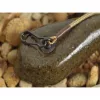 Korda COG Distance Lead Bojlis Olovo 84gr
