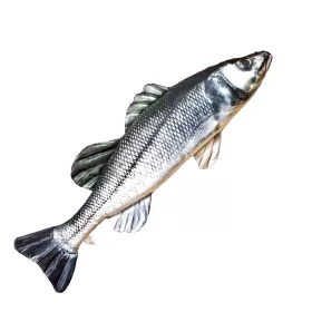 EnergoTeam The European Sea Bass 70cm Riblji jastuk