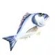 EnergoTeam The Gilthead Sea Bream 60cm Riblji jastuk