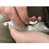 Haldorádó Catfish Rig 1 Kombinirana predvezica za somove s bućom 100cm