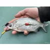 Haldorádó Catfish Rig 1 Kombinirana predvezica za somove s bućom 100cm