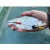 Haldorádó Catfish Rig 1 Kombinirana predvezica za somove s bućom 100cm