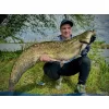 Haldorádó Catfish Rig 10 Pelletni Predvez za soma 100cm