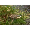 Korum Camo Window Feeder Hranilica 30g