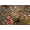 Korum Camo Window Feeder Hranilica 45g