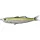 Livetarget Shiner Walking Bait Metallic Lemon Lime 11,5cm 14gr Gumena varalica