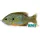Livetarget Sunfish Walking Bait Natural/Blue Pumpkinseed 7,5cm 12gr Mamac za sunčanicu