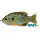 Livetarget Sunfish Walking Bait Natural/Blue Pumpkinseed 7,5cm 12gr Mamac za sunčanicu