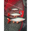 Fox Rage Ultra Realistic Roach Replicant Plastični Mamac Bodorka 14cm 45gr