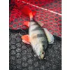 Fox Rage Ultra Realistic Perch Replicant Plastični Mamac Smud 14cm 52gr