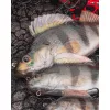 Fox Rage Ultra Realistic Perch Replicant Plastični Mamac Smud 14cm 52gr