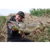 Fox Rage Bulk Loaded Zander Pro Shads UV Firetiger 7,5cm 1/0 5gr Plastični Mamac
