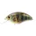 OSP Blitz Max 6,2cm 12,5gr Rpo69 Real Perch Wobbler