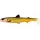 Westin HypoTeez Shadtail 11,5cm 11g Official Roach Plastična Varalica